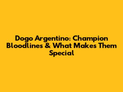 Dogo Argentino: Champion Bloodlines & What Makes Them Special