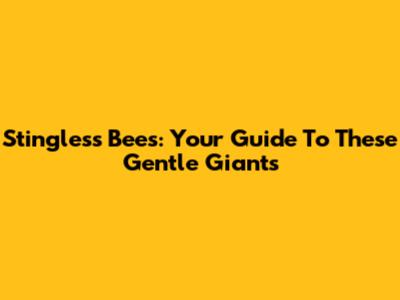 Stingless Bees: Your Guide To These Gentle Giants